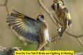 Are birds fighting or mating?